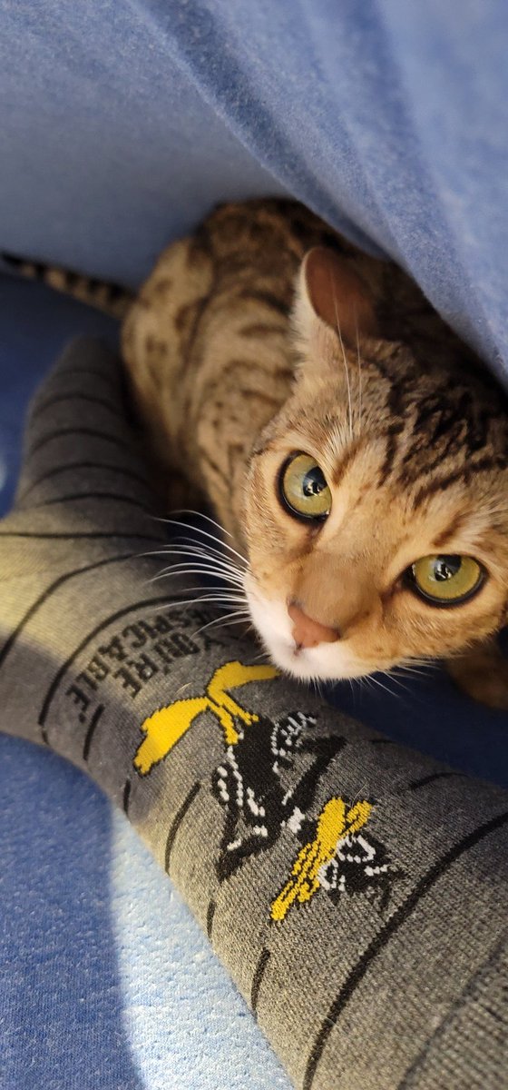 Stonz_camp's tweet photo. Meownight π» Den time. It was a nice quiet Tuesday here & we did get a chance to go outside π Hoping everyone else enjoyed too!
Until tomorrow be safe, sleep and meow well π»π»π»
#CatsOnTwitter #cats #bengalcat #meowpositive2021 https://t.co/3BCSDld3Fg