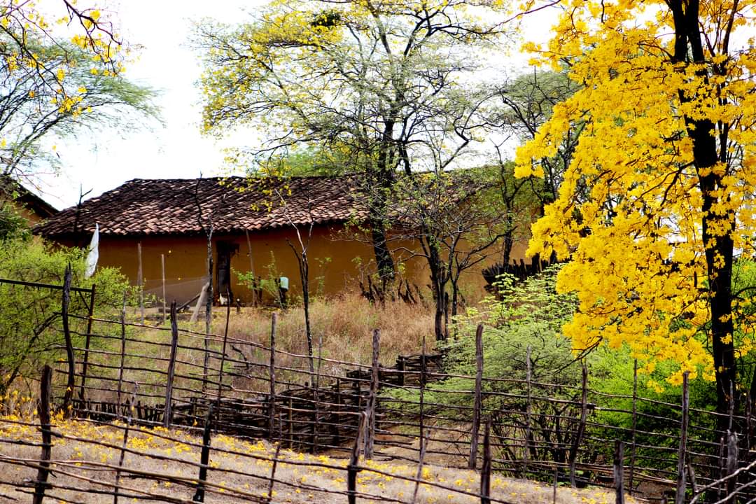 🎼Aquel arbolito...
de Guayacán 
Parroquia #Mangahurco, cantón #Zapotillo
Florecimiento de #Guayacanes
Un recuerdo de años anteriores 
#naturaleza
#BosqueSeco
#LAFOTOHUGO