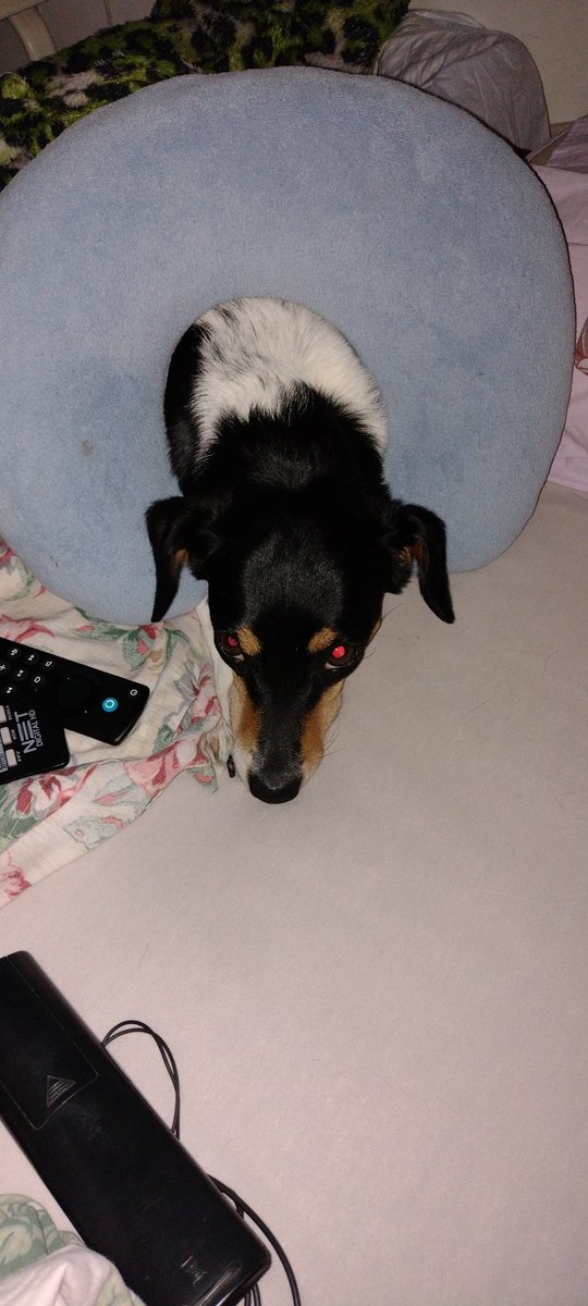 NPolvilho's tweet photo. Está de sacanagem humana? 🦊🤬
Para minha fã número 1: @Clinicapsiqui https://t.co/oo8BRyvmEJ