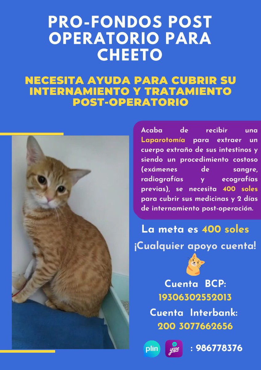 omnishambles92's tweet photo. Yo sé que hay hartas colectas circulando por aquí ahora, pero les comparto esta que me enviaron por DM. Por favor, si pueden destinar unas monedas a este caso, se los agradeceré mucho. Sus RTs también ayudarán a darle más visibilidad a este caso. 🐈 https://t.co/XnuCiNruA6