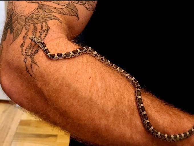 Everyone, meet our new baby, Trouser. https://t.co/mnqWQdqArq<a href="/tag/ripbettywhite"class="tags"><span>#ripbettywhite</span></a>