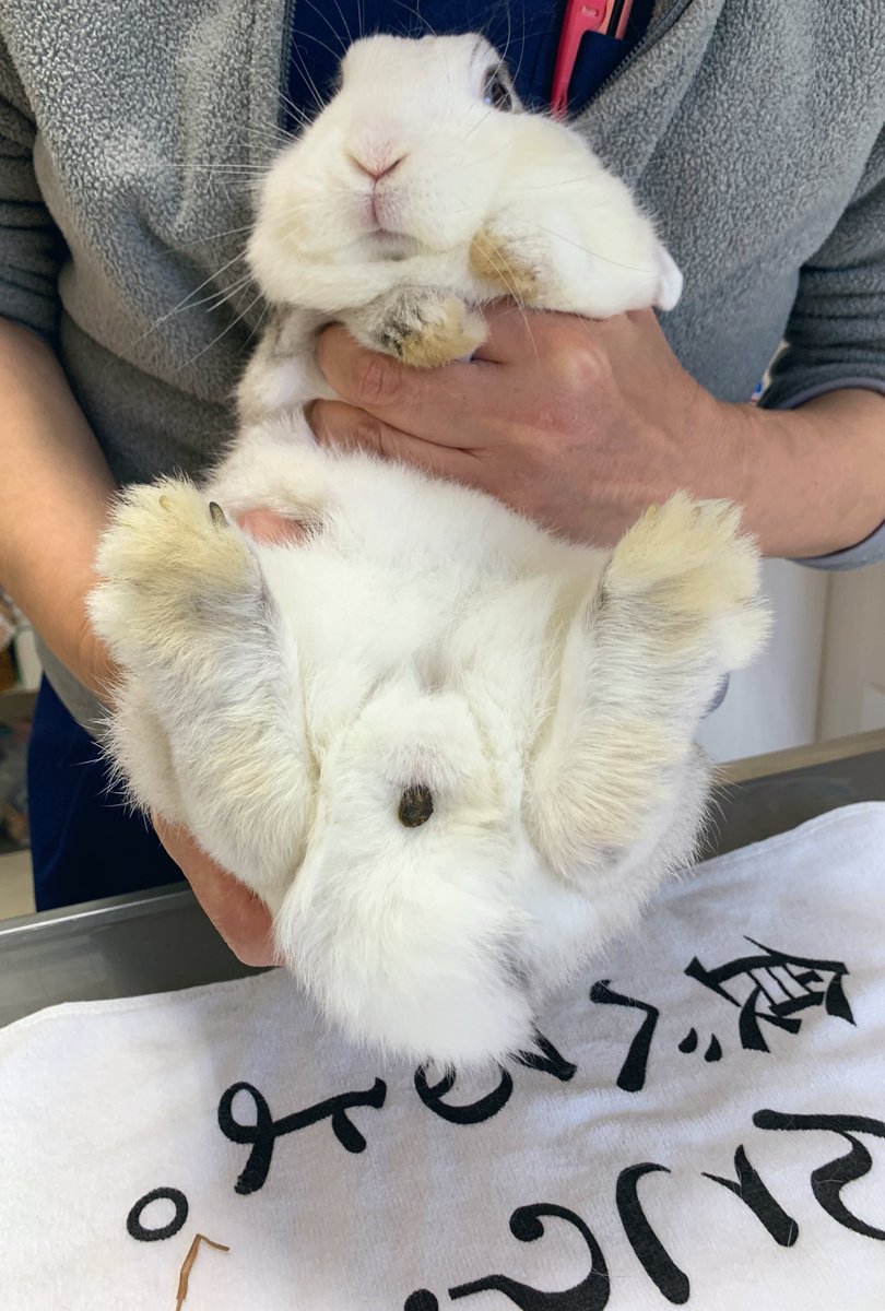 saku_la_mode's tweet photo. 診察行ったらまさかの

う ん こ つ い て た ww https://t.co/qXRlPp4KID