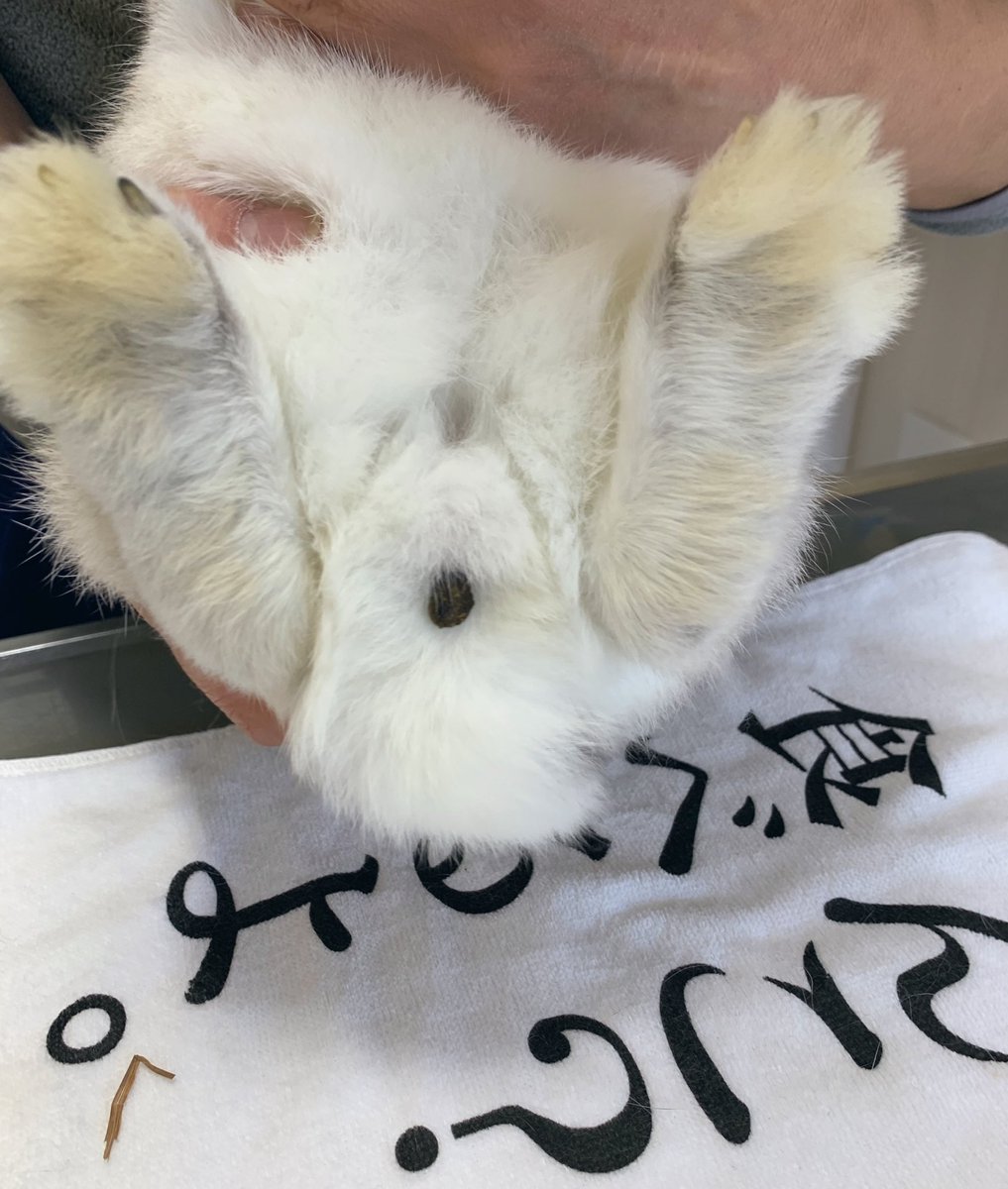 saku_la_mode's tweet photo. 診察行ったらまさかの

う ん こ つ い て た ww https://t.co/qXRlPp4KID