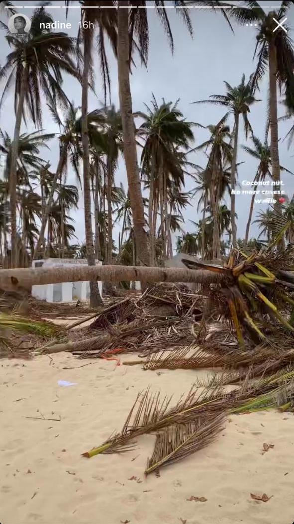 inquirerdotnet's tweet photo. 'THE COCONUT ROAD NOW'

LOOK: Nadine Lustre on her Instagram shared the damages left by Typhoon #OdettePH in the Coconut or Palm-lined Road, one of Siargao Island’s famous spots.

The singer-actress returned to Siargao to join relief operations for the typhoon victims. | 📷Lustre https://t.co/eZwghoresh