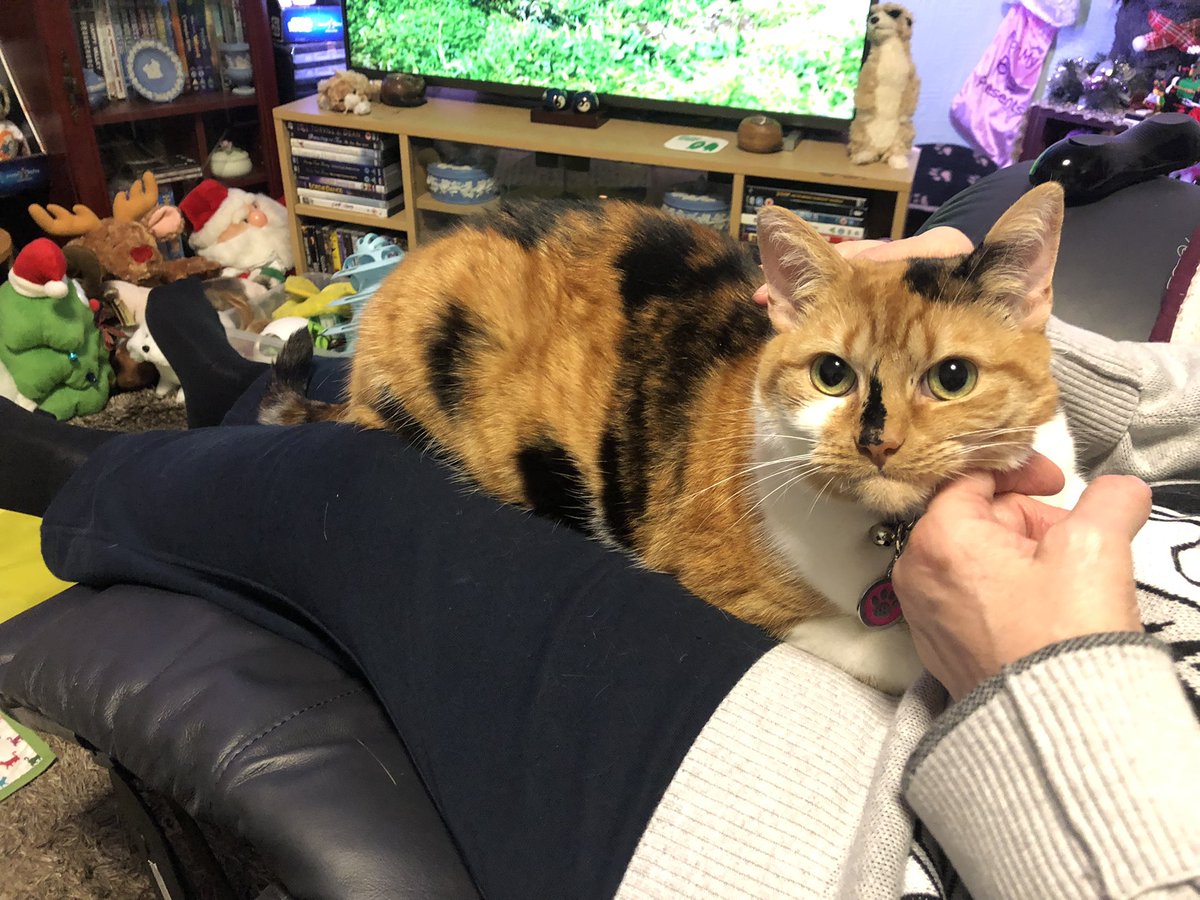 CJDMadMoo's tweet photo. @ClareBreedon Our little 4.5 yr old rescue Bella has been with us for three months and on Boxing Day went on the lap. She’s lovely 🐾 https://t.co/x48EaXet0G