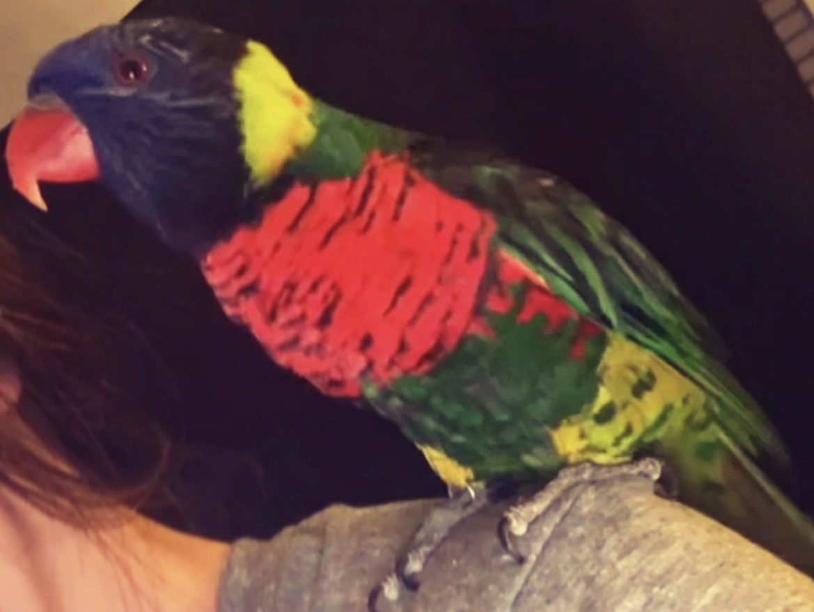 hayleebsmith's tweet photo. Guess who escaped his cage and was free roaming my house all day? 😅🥲 https://t.co/idtOeWrZw8