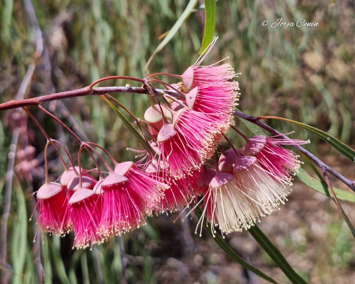 Eucalyptus synandra 💗 #eucbeaut #Flower #beautiful #NaturePhotography
