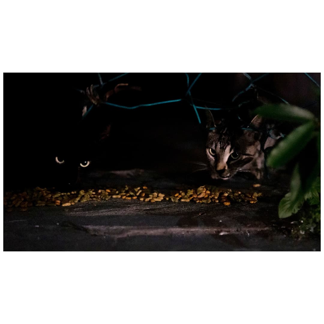 pyctacolors's tweet photo. Escenas nocturnas de una ciudad con mar (1)

#cats #catsofinstagram #night #streetphotography #bocadelrio #bocadelrio #veracruz https://t.co/6UjGilI3bv