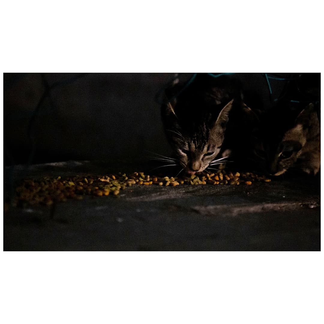 pyctacolors's tweet photo. Escenas nocturnas de una ciudad con mar (1)

#cats #catsofinstagram #night #streetphotography #bocadelrio #bocadelrio #veracruz https://t.co/6UjGilI3bv