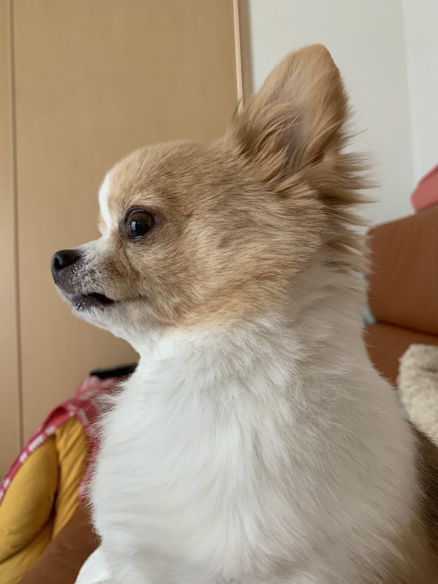 チワワのレオくん Leonald111 N Twitter