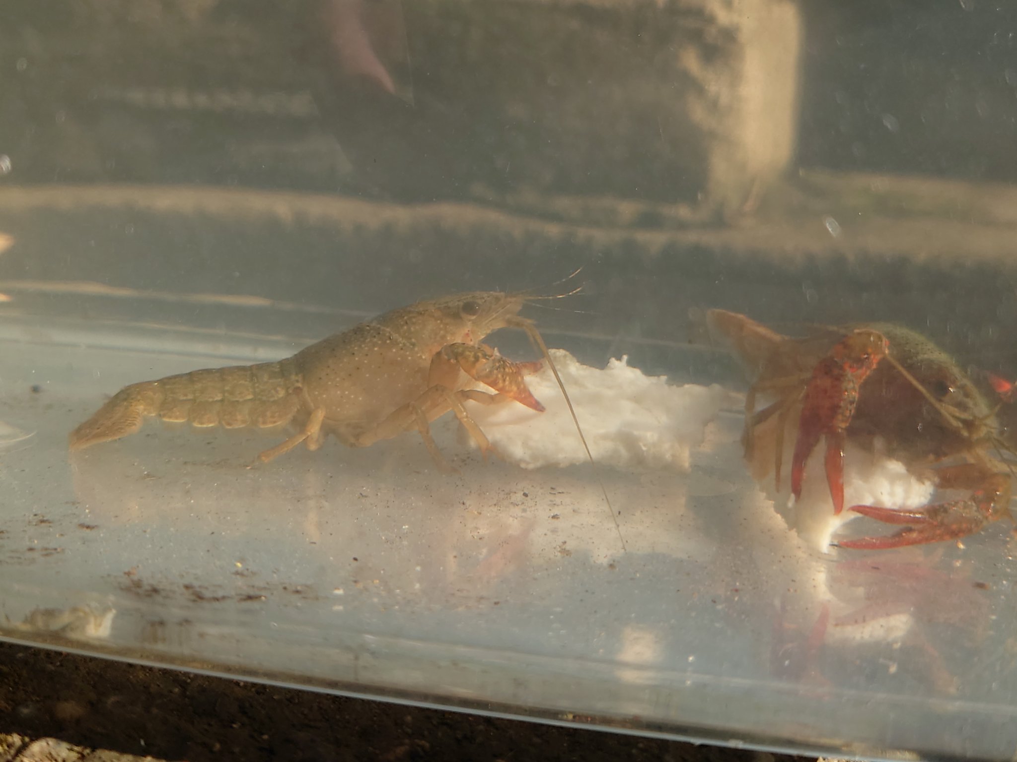 田舎家そらしど さて 放送でもありました田舎家そらしど提供の鍋食材は こちら ザリガニ 大根です ザリガニ 雪下大根 Fmいかる 探偵のおひるやすみ 学生探偵 福知山公立大学 田舎家そらしど そらしど 綾部市 京都府 T Co