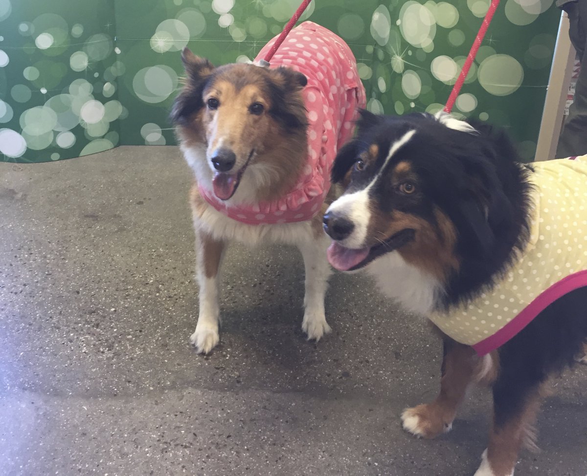 DudeTheCoolDog's tweet photo. @GroverTdog @ShadowLakeDog Hi Grover so nice to meet you. OMG you have my sister's face and my tri-colors. If my sister and I (eww not like that cause we are both adopted ๐) had a baby, it will probably look like you! #colliesrule https://t.co/s2qj8xQjrL
