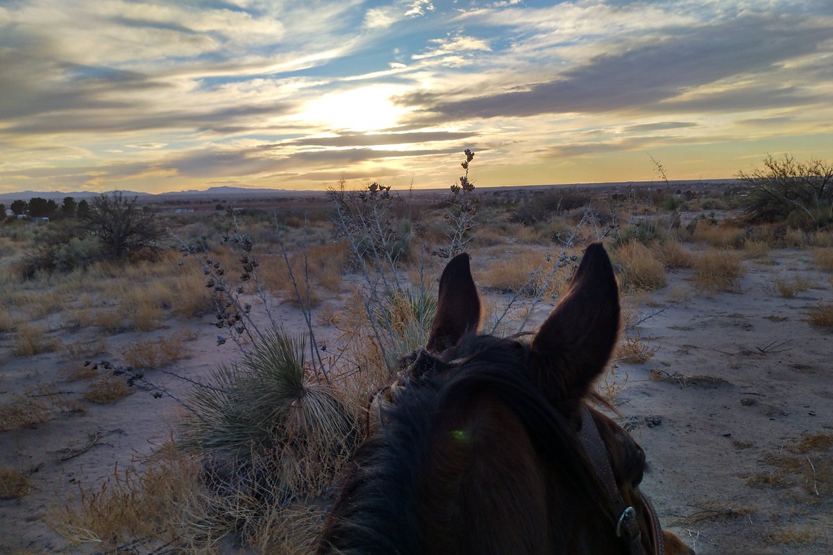 RepMaryGonzalez's tweet image. Nothing is better than a West Texas Sunset, except a West Texas Sunset on a horse. 

#nofilter #txlege #TXAG