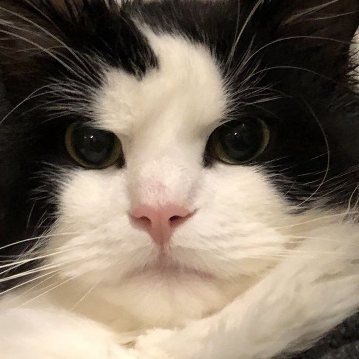jiuascat's tweet photo. angry kitten https://t.co/HVkeHQlUwi