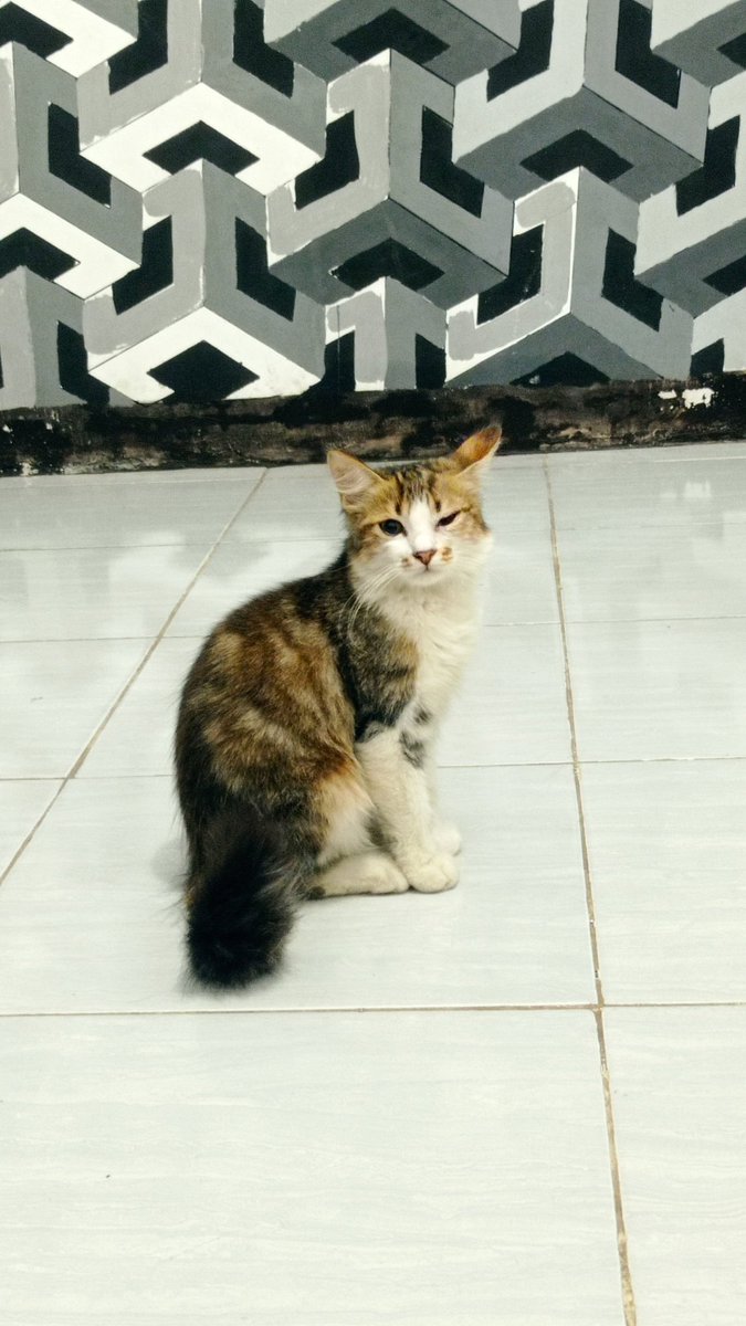 Ramardhy's tweet photo. @souris_sweet @yourpetsfess iya nih sama udah bbrp hari begini, sampe sekarang rutin sih di lap air anget https://t.co/JQmccWWPOp