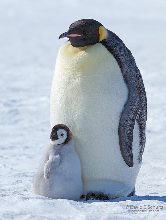 dailypinguinos tweet picture