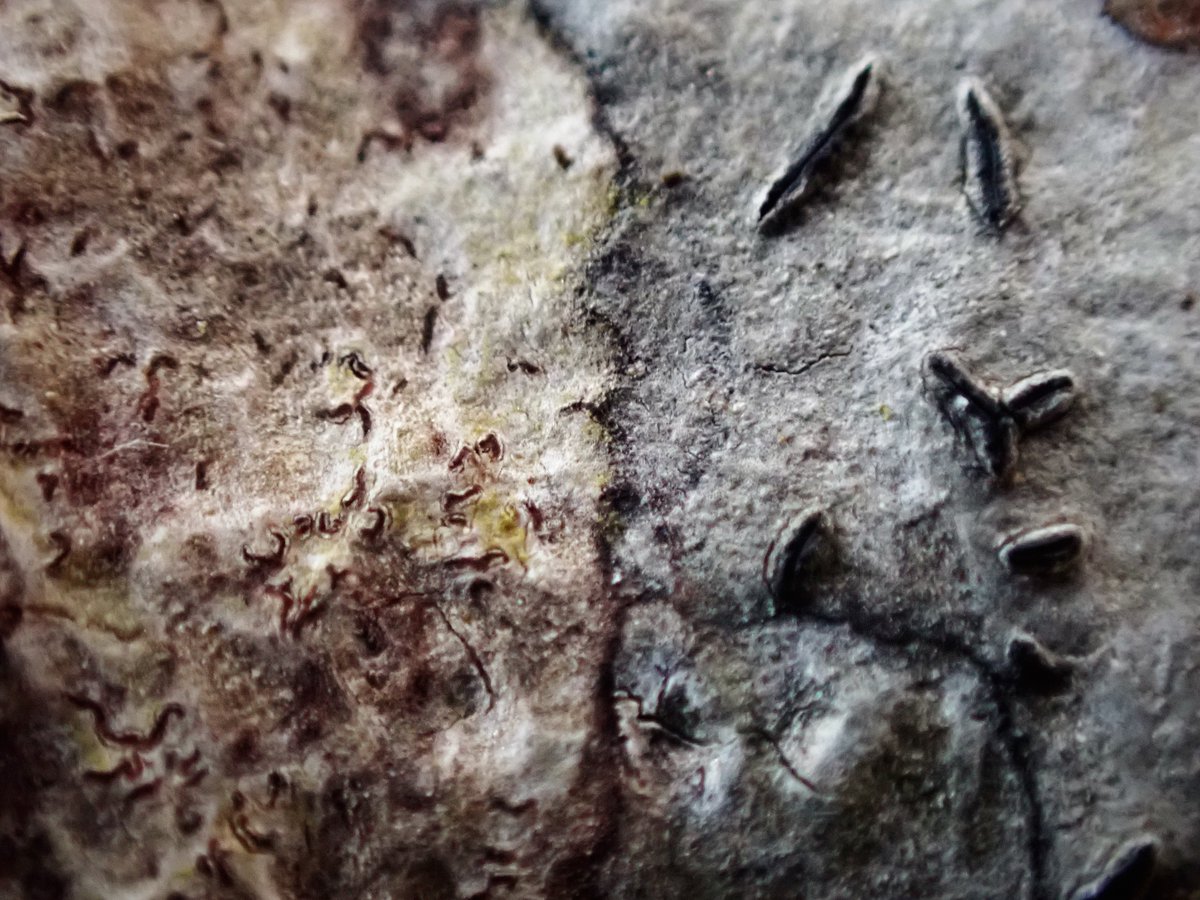 MossTrails's tweet photo. Similarities and Differences🖌️
似てるところ、違うところ🖊️
#Graphis #scriptlichen #lichenboundaries https://t.co/LhzHVjOPZC