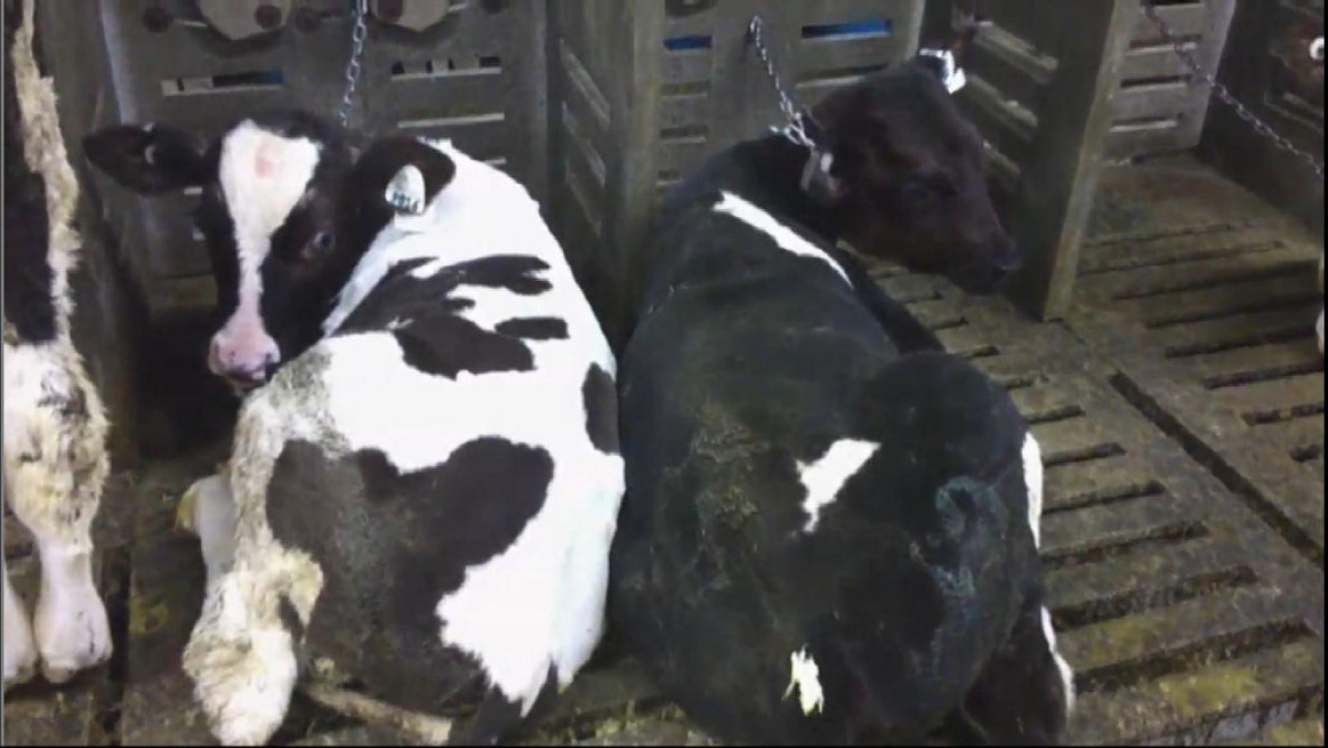 Paul_Vegano's tweet photo. In order to keep their flesh pale, attractive, and tender Baby cows "Veal" are intensively confined, kept in total darkness...from the moment they are born until slaughtered

Stop Supporting Animal Cruelty
GoVegan🌱🌍

#AnimalRights #Dairy #GoVegan #EndSpeciesism #Vegan #RosesLaw https://t.co/UuFiOZHydx