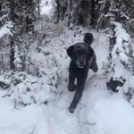 びっくり。走り去る男かと思ったら、こっちに来る犬だった。