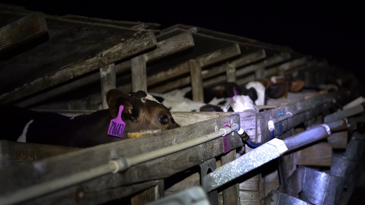Paul_Vegano's tweet photo. In order to keep their flesh pale, attractive, and tender Baby cows "Veal" are intensively confined, kept in total darkness...from the moment they are born until slaughtered

Stop Supporting Animal Cruelty
GoVegan🌱🌍

#AnimalRights #Dairy #GoVegan #EndSpeciesism #Vegan #RosesLaw https://t.co/UuFiOZHydx
