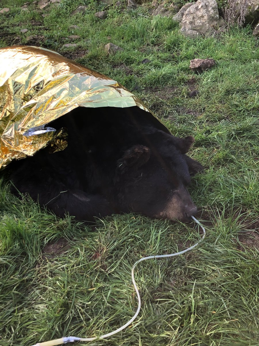 Find out how specialist vets helped Goliath the bear, breathe a little easier.
yourvetspecialist.org/case-study/gol…