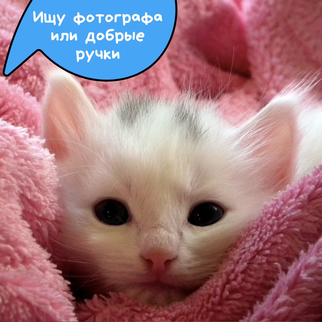 📷 🐈 Нужен фотограф в Измайлово

Ребята, к нам бабушка обратилась за помощью. У нее кошка родила белого котенка🐾, малышу 2 месяца, сам ест, в лоток ходит и вообще умница. Бабушка бы оставила себе, да не осилит кормить. В общем, пристраиваем, но пока и фоток годных нет(