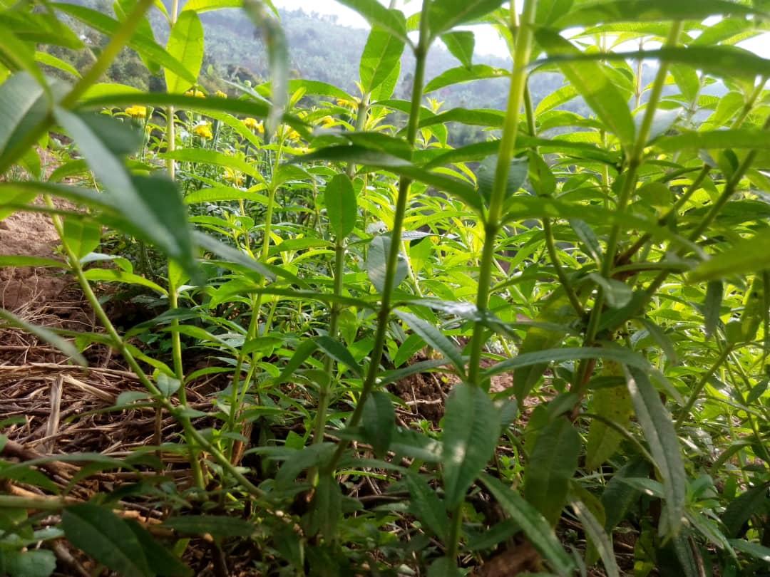 basketdlvd's tweet photo. Nous avons installé les petits aromates petite en taille, fortes en gout  sur un piedestal,c'est pas triste d��couvrez nos herbes Aromatique😋 https://t.co/obwWb9rOCr