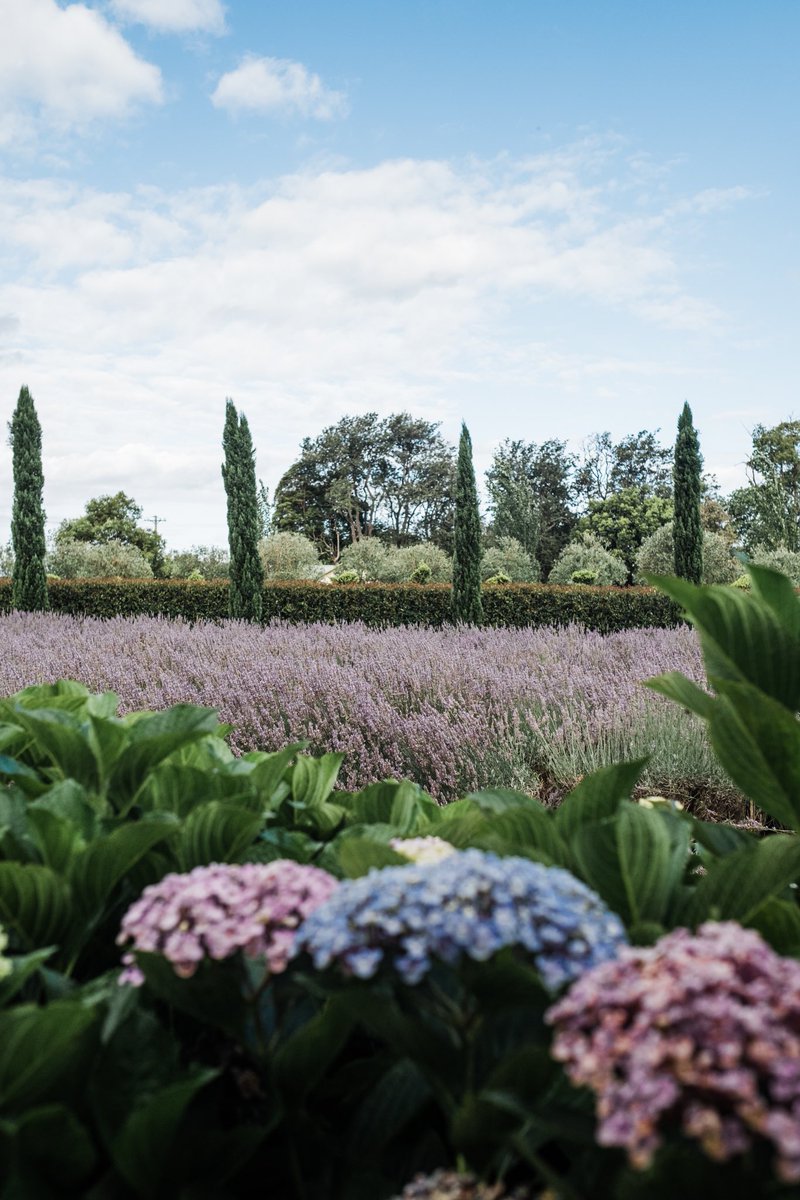 Lavender Dreams