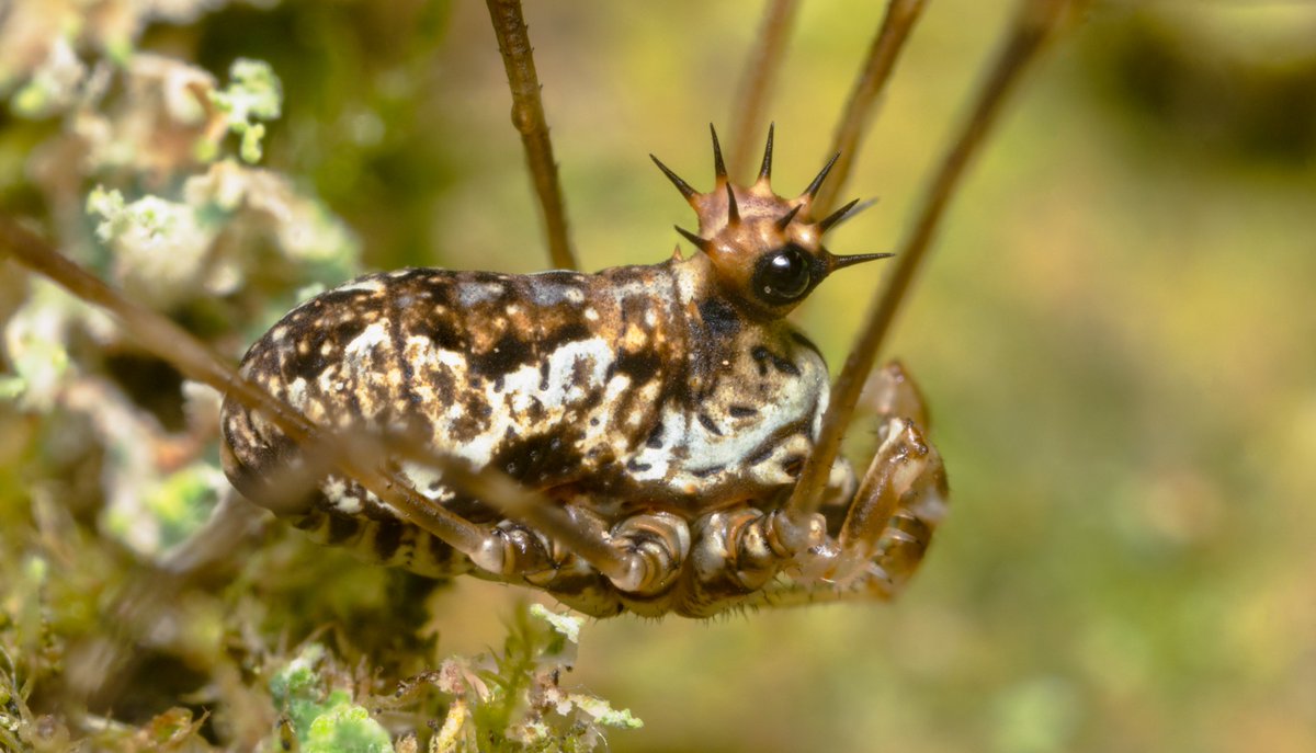 TimothyJonas's tweet photo. Queen of Harvestmen, Megabunus diadema. https://t.co/sXFDyxD2QA