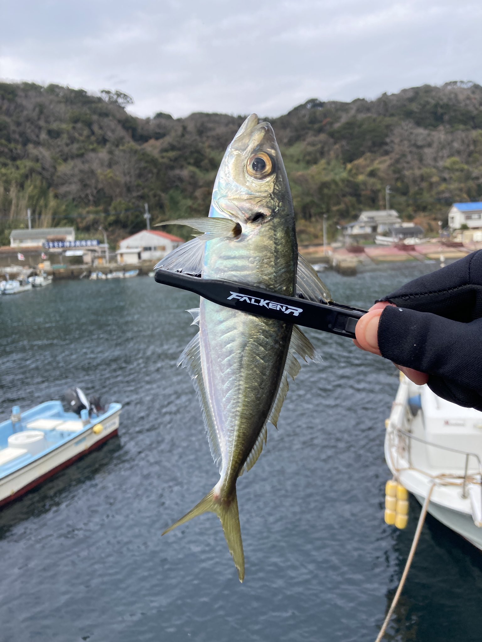 たつこばあ 福岡 Anglerfukuoka Twitter