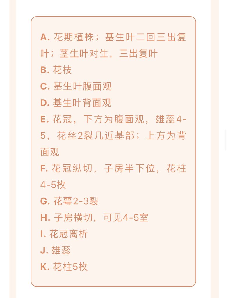 Doradaemon 厚皮香八角https T Co E9x7mohqon Twitter