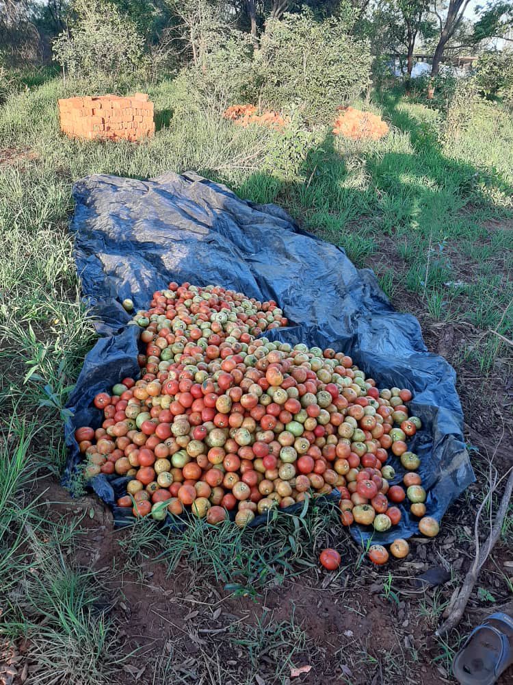 Prof. Rasta (Phd Coviditology) (@EFFRastafarian) | Twitter