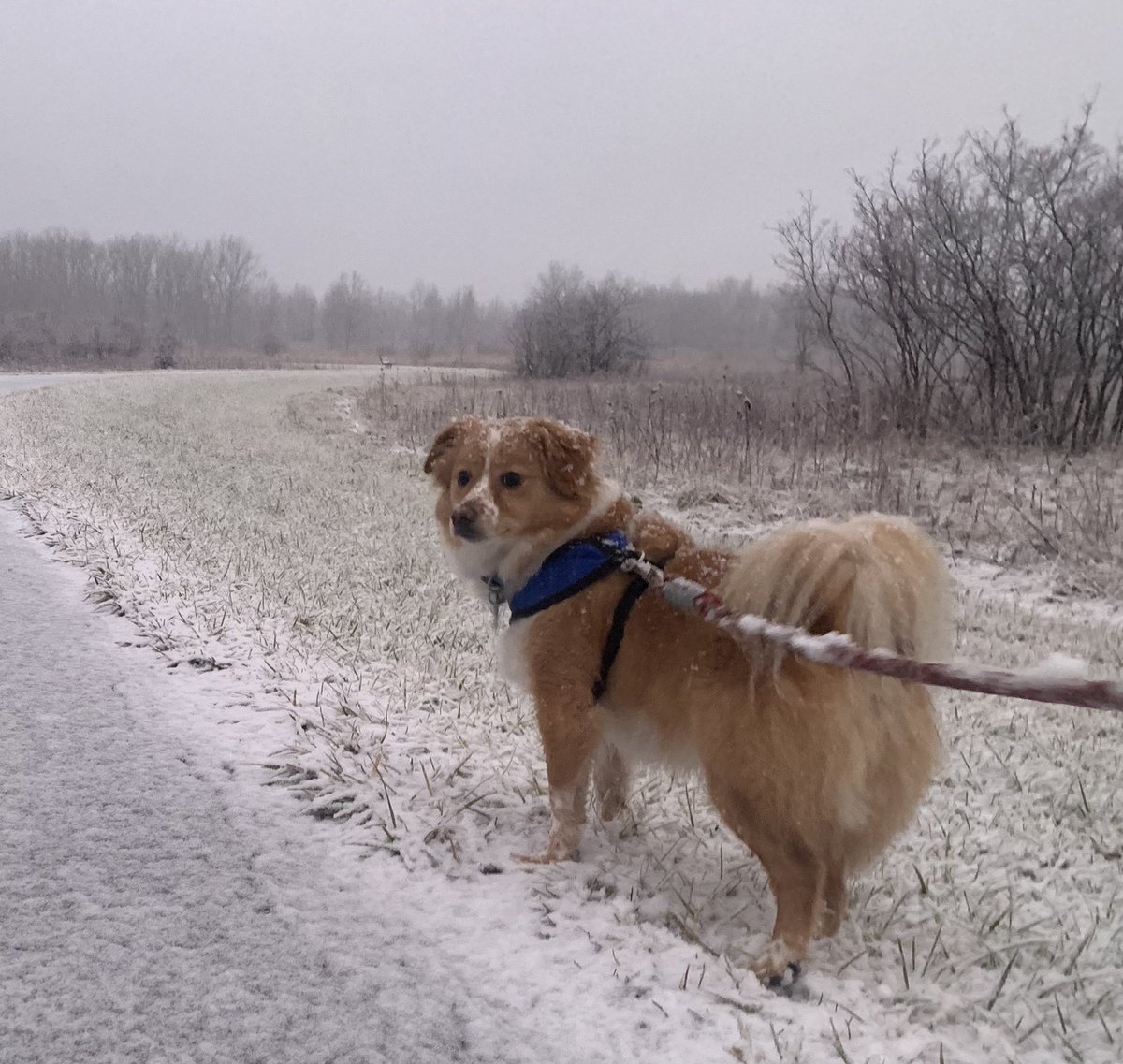 jim_lorenzen's tweet photo. First snowy walk of the season. Barley is remembering why he prefers summer. @Ozzy_Giller and #TwitterlessSpy were unimpressed by the weather as well. https://t.co/mo9mbVcDSP