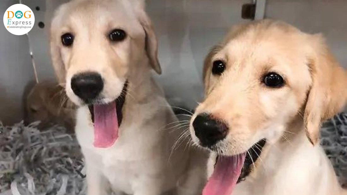 Dog_express's tweet photo. Instead of purchasing a new dog, please adopt one from the shelter. Here is a list of dog shelters in Pune that you can contact in case of an emergency.👇

https://t.co/OFLwY8yiLY

#Dogexpress #Doglover #Helpstraydogs #Adoptstraydogs #Feedstraydogs #Dogsforlife #Covid_19 #Getajab https://t.co/uUUJdOx785