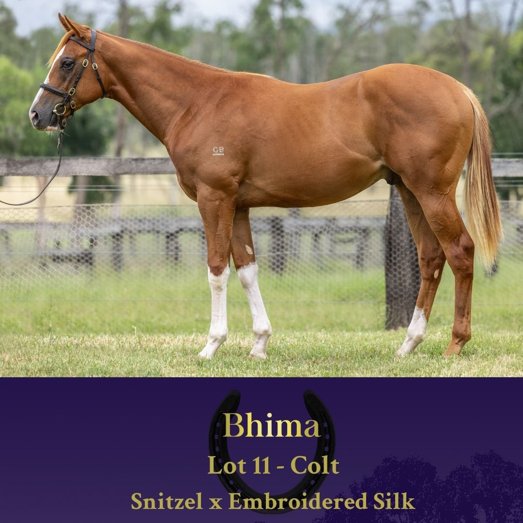 Bhima Thoroughbreds tweet media
