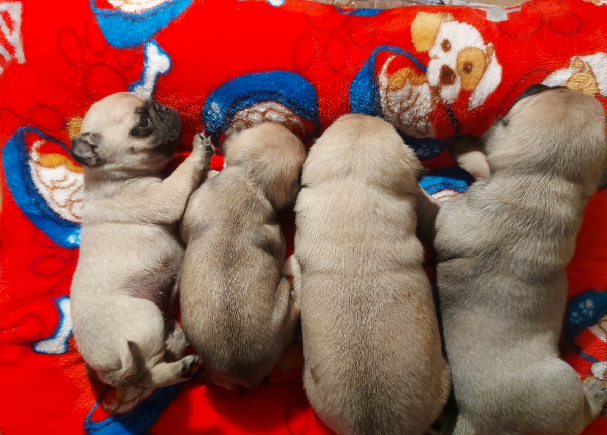 Adlahe's tweet photo. Cada día más grandes!!! 😍🥰🐶 #amoreschiquitos #puppy https://t.co/l47QoCT1BJ