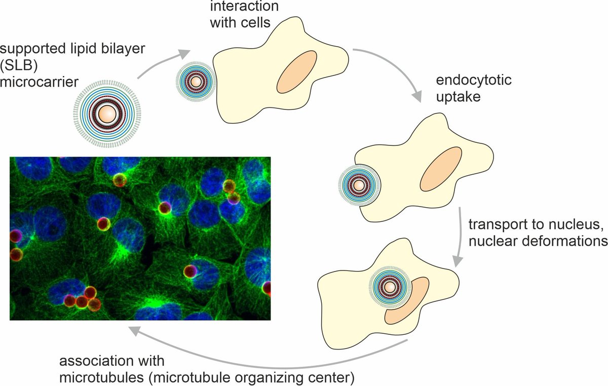 MDPIpharma's tweet photo. #MDPIPharmaceutics 📗
"The Metabolic Response of Various Cell Lines to Microtubule-Driven Uptake of Lipid- and Polymer-Coated Layer-by-Layer Microcarriers" by Claudia Claus  et al.

Full paper at：https://t.co/1a4BonpUSt https://t.co/3BZyBdNSAK
