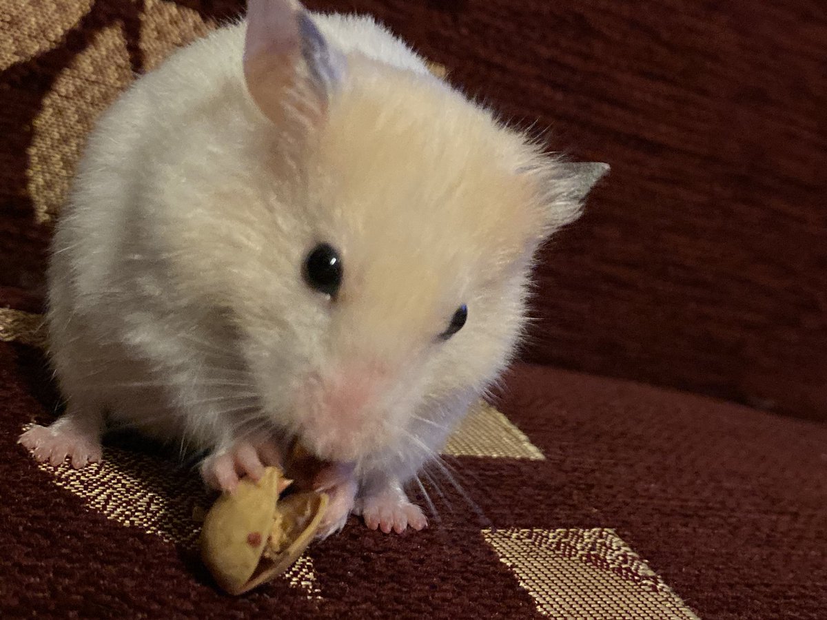 Leblebi yerine de antebi tercih ediyorlar