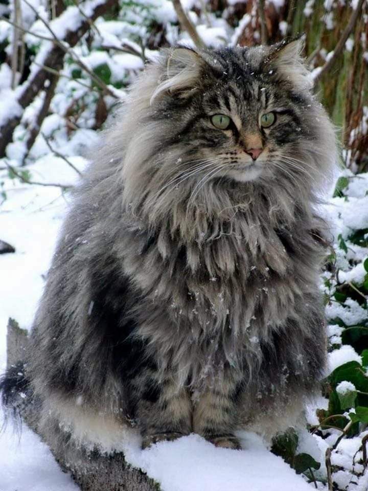 Норвежский лесной кот