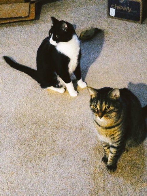 My cats.😻😻 #mycatmightbefromanotherplanet https://t.co/yHfGkdJ73P<a href="/tag/mycatmightbefromanotherplanet"class="tags">#mycatmightbefromanotherplanet</a>