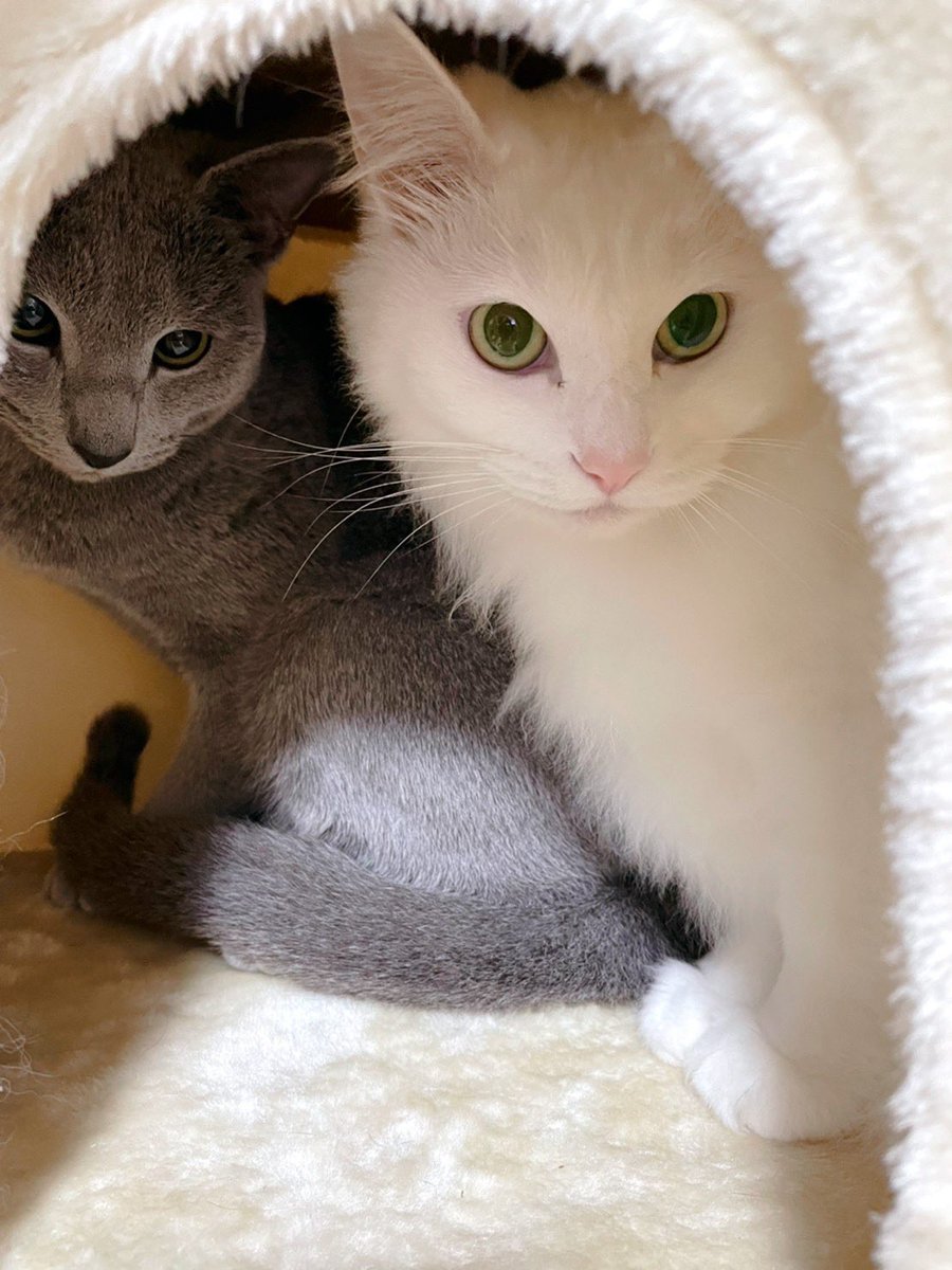 Takumin_vet's tweet photo. 我が家の愛猫😸
お腹の弱いライムも好き嫌いの多いミントも2人とも大好きなフード🍴
普段は消化ケアのドライ、お腹壊して食欲落ちた時はウェットの腸内バイオームを使っています。
フード変えてからお薬要らずです😸
@HillsVets 
@HillsPetJapan 
#アクティブバイオームプラス
#Hillsフード https://t.co/F5wCqv0kfB