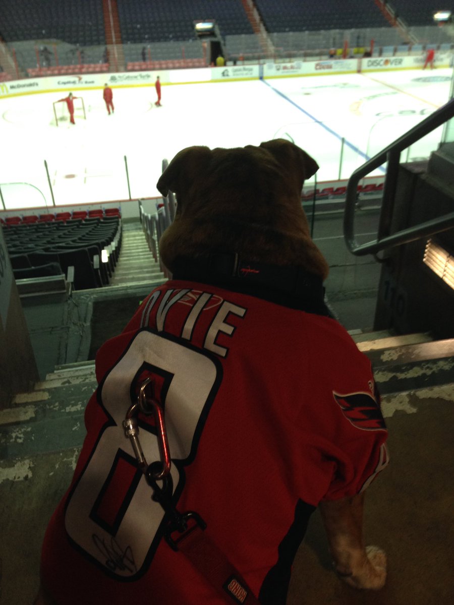 llamaKING92's tweet image. Remembering my little bulldog .@OvietheBulldog 

We stood outside the arena(s) for 50 games with him, only one game did we make it inside before we moved to San Diego. 2/4/14 in support of Military Night and thanks to months of herculean effort of @dmvbulldogsaver ❤️