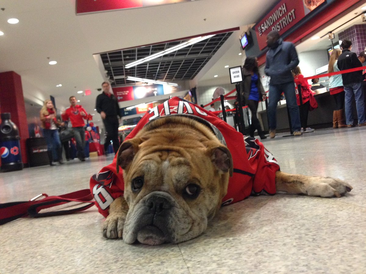 llamaKING92's tweet image. Remembering my little bulldog .@OvietheBulldog 

We stood outside the arena(s) for 50 games with him, only one game did we make it inside before we moved to San Diego. 2/4/14 in support of Military Night and thanks to months of herculean effort of @dmvbulldogsaver ❤️