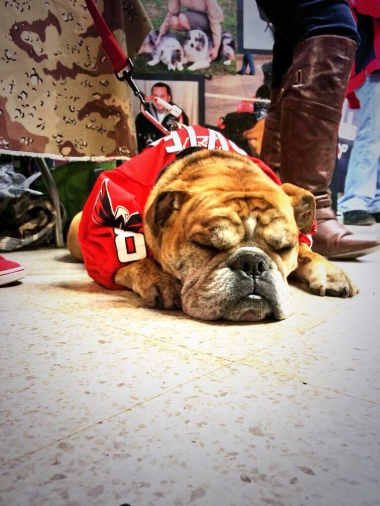 llamaKING92's tweet image. Remembering my little bulldog .@OvietheBulldog 

We stood outside the arena(s) for 50 games with him, only one game did we make it inside before we moved to San Diego. 2/4/14 in support of Military Night and thanks to months of herculean effort of @dmvbulldogsaver ❤️