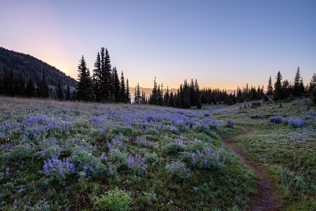 pixts's tweet photo. mount rainier in washington, usa ⋅ ph. sarah dove chandler https://t.co/cEet6UNQqz