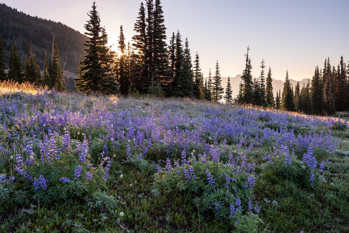pixts's tweet photo. mount rainier in washington, usa ⋅ ph. sarah dove chandler https://t.co/cEet6UNQqz