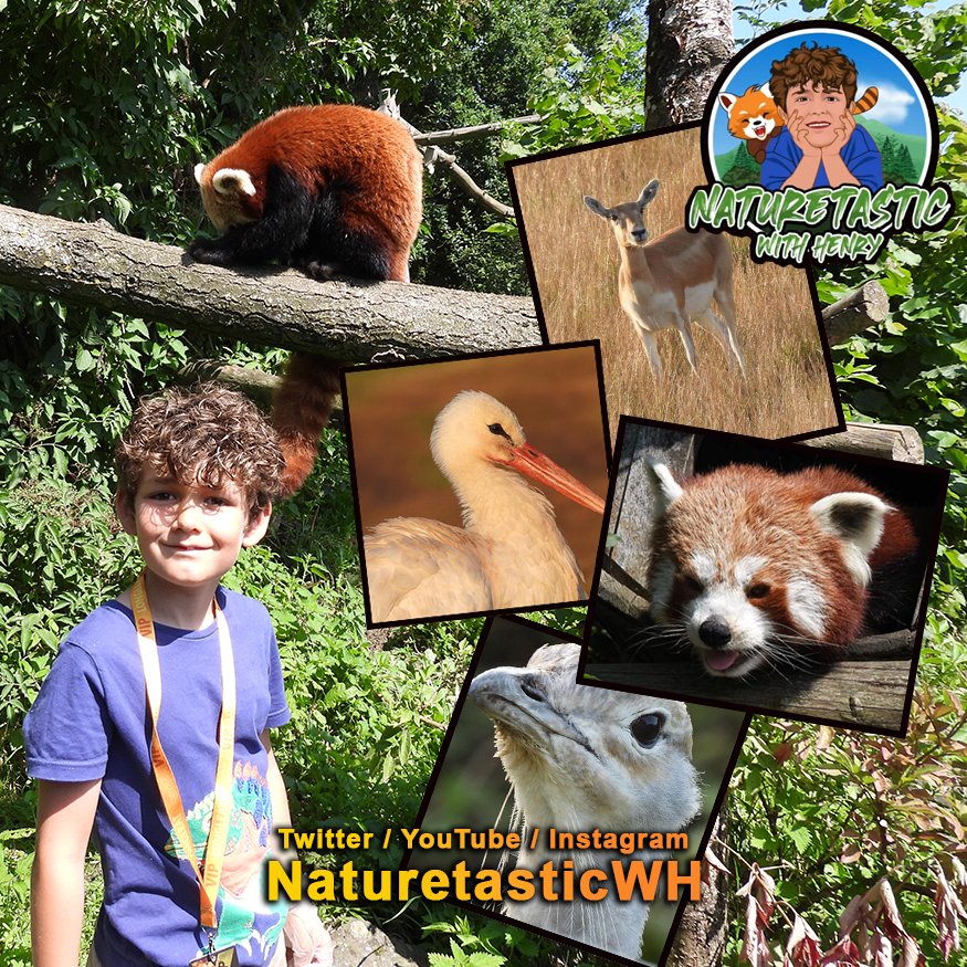 WildFilmCompany's tweet photo. Thanks, Henry for contributing to our "How to be WILD" book! @NaturetasticWH is 8 and he’s already got his own nature show, wants to protect endangered animals like the red panda, and so much more! Be sure to follow his adventures! #bookin3ishweeks #staywild https://t.co/qzmF0fjgwk