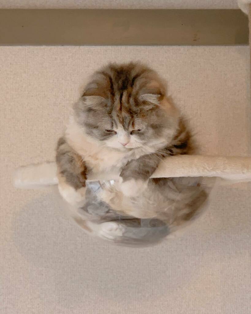 ねむろぐ🐈ねこがいる暮らし/スコティッシュフォールド tweet media