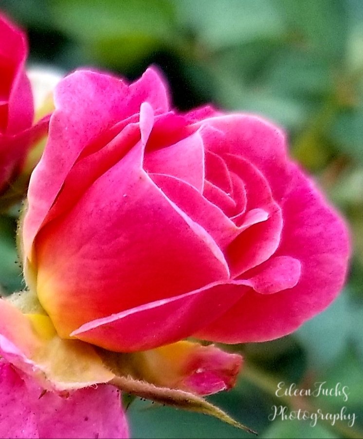 "When you find that one that's right for you, you feel like they were put there for you, you never want to be apart." - Joe Manganiello
😍🌿❤😊⚘
#rosewednesday #Flowers #rose #flowerphotography #nature #garden #Macro #Photography #macrophotography #thephotohour #photooftheday