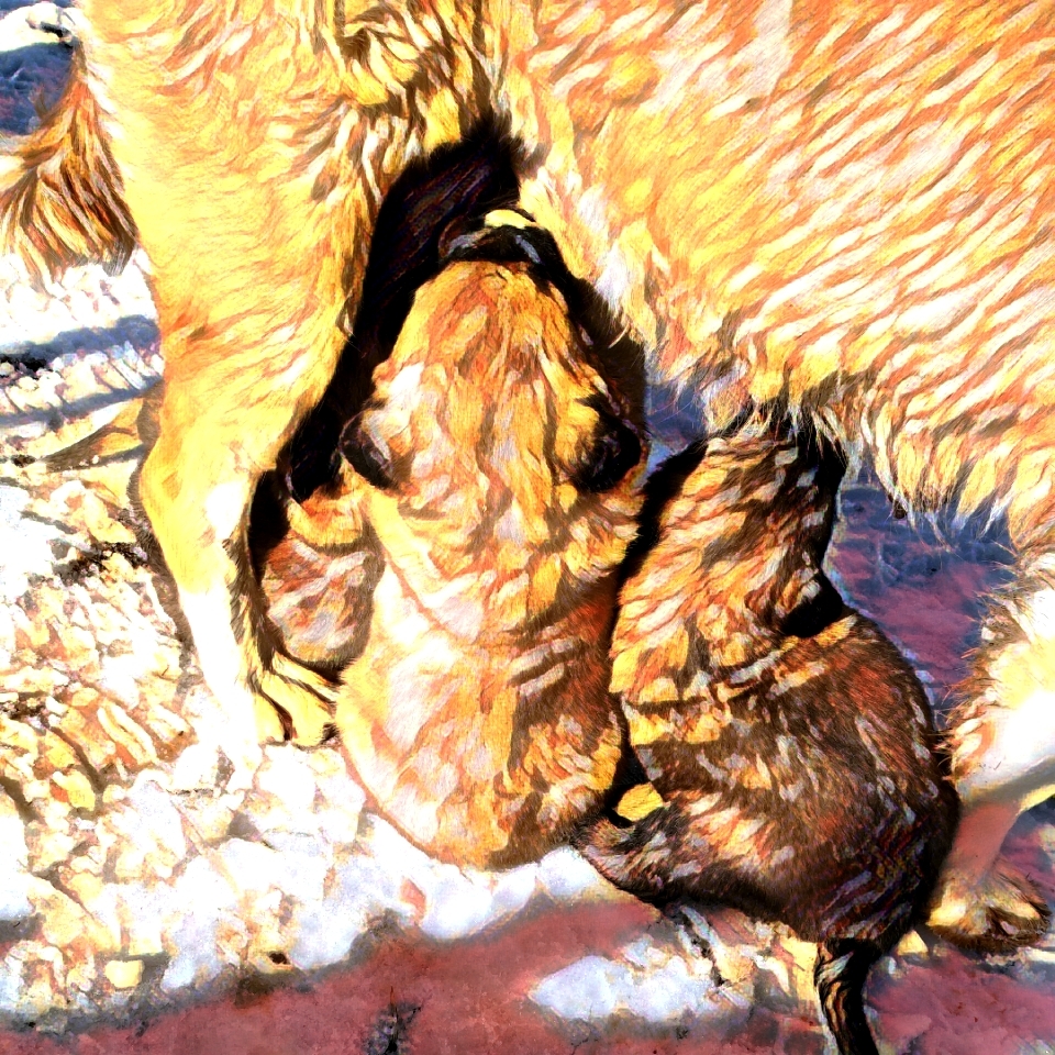 mikrosepet's tweet photo. Gümüş yavruları ile 
@mikrosepet 

 can you follow
#nfts #nft #digitalart #art #cryptoart #artist #raredigitalart #ethereum #artoftheday #cryptoartist #blockchain  #nftcollector #animation #modernart #OpenSeaNFT #rarible https://t.co/FPDgOKmDXp